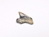 Shark tooth: Squalicorax curvatus - Late Cretaceous - Bettrechies, 59 - FRANCE