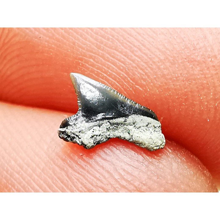 Shark tooth: Squalicorax curvatus - Late Cretaceous - Bettrechies, 59 - FRANCE