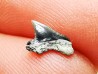 Dent de requin : Squalicorax curvatus - Crétacé Supérieur - Bettrechies, 59 - FRANCE