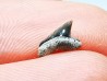 Shark tooth: Squalicorax curvatus - Late Cretaceous - Bettrechies, 59 - FRANCE