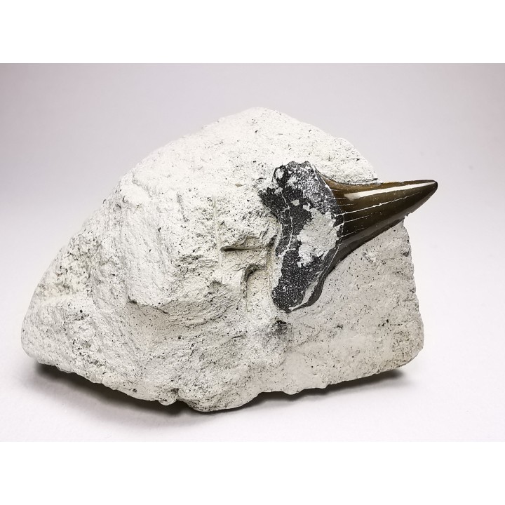 Shark tooth: Cretoxyrhina mantelli - Late Cretaceous - Bettrechies, 59 - FRANCE