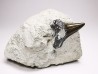Shark tooth: Cretoxyrhina mantelli - Late Cretaceous - Bettrechies, 59 - FRANCE