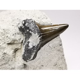 Shark tooth: Cretoxyrhina mantelli - Late Cretaceous - Bettrechies, 59 - FRANCE