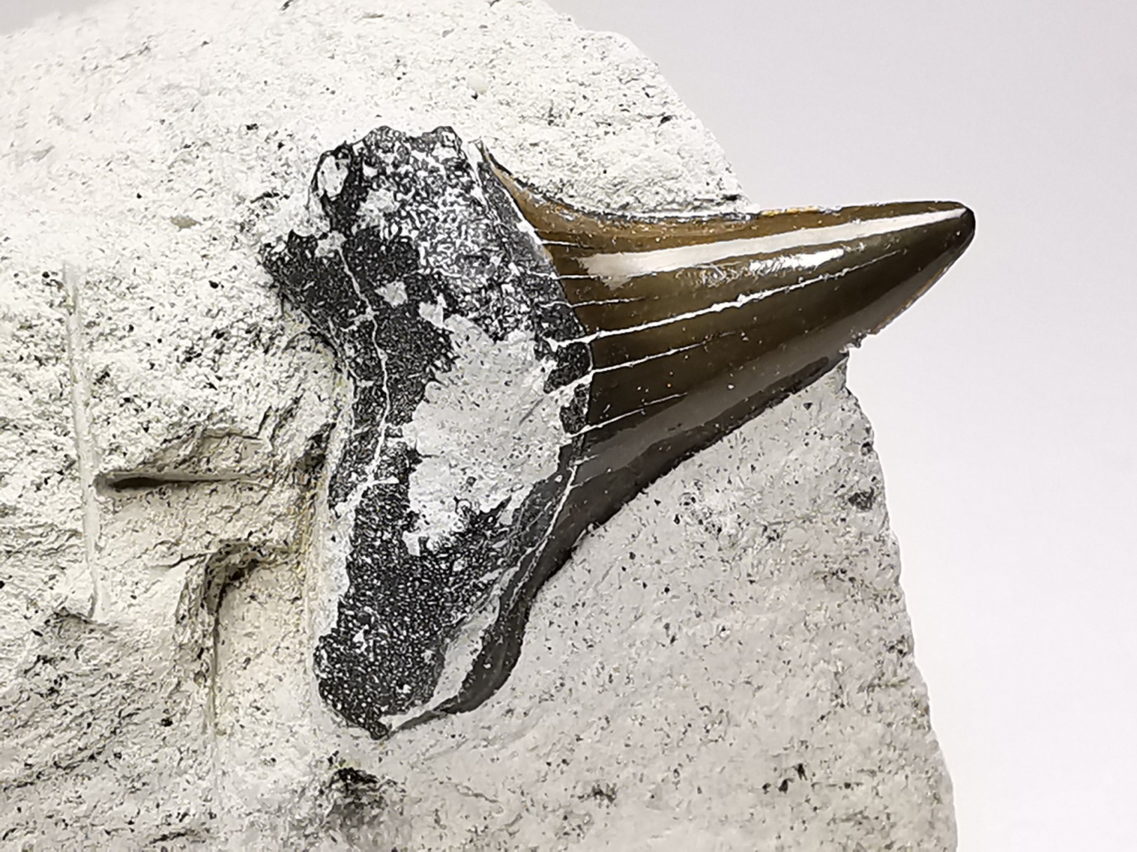 Shark tooth: Cretoxyrhina mantelli - Late Cretaceous - Bettrechies, 59 - FRANCE