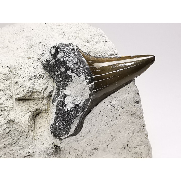 Shark tooth: Cretoxyrhina mantelli - Late Cretaceous - Bettrechies, 59 - FRANCE