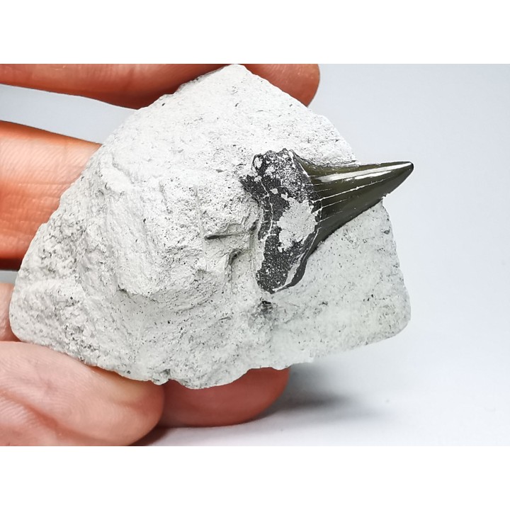 Dent de requin : Cretoxyrhina mantelli - Crétacé Supérieur - Bettrechies, 59 - FRANCE