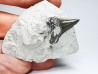 Dent de requin : Cretoxyrhina mantelli - Crétacé Supérieur - Bettrechies, 59 - FRANCE
