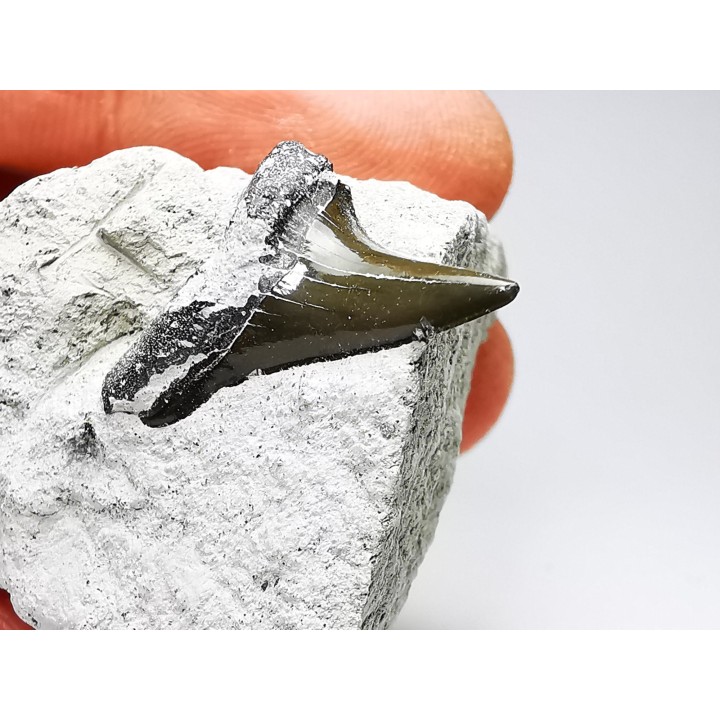 Shark tooth: Cretoxyrhina mantelli - Late Cretaceous - Bettrechies, 59 - FRANCE