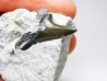 Shark tooth: Cretoxyrhina mantelli - Late Cretaceous - Bettrechies, 59 - FRANCE