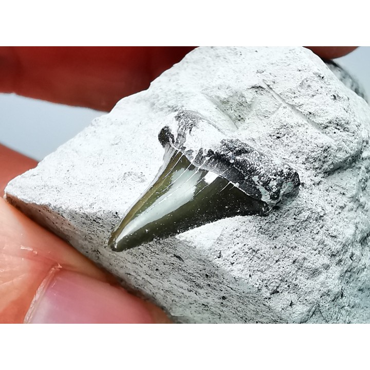 Dent de requin : Cretoxyrhina mantelli - Crétacé Supérieur - Bettrechies, 59 - FRANCE