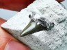 Shark tooth: Cretoxyrhina mantelli - Late Cretaceous - Bettrechies, 59 - FRANCE