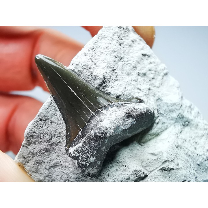 Shark tooth: Cretoxyrhina mantelli - Late Cretaceous - Bettrechies, 59 - FRANCE
