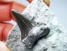 Shark tooth: Cretoxyrhina mantelli - Late Cretaceous - Bettrechies, 59 - FRANCE