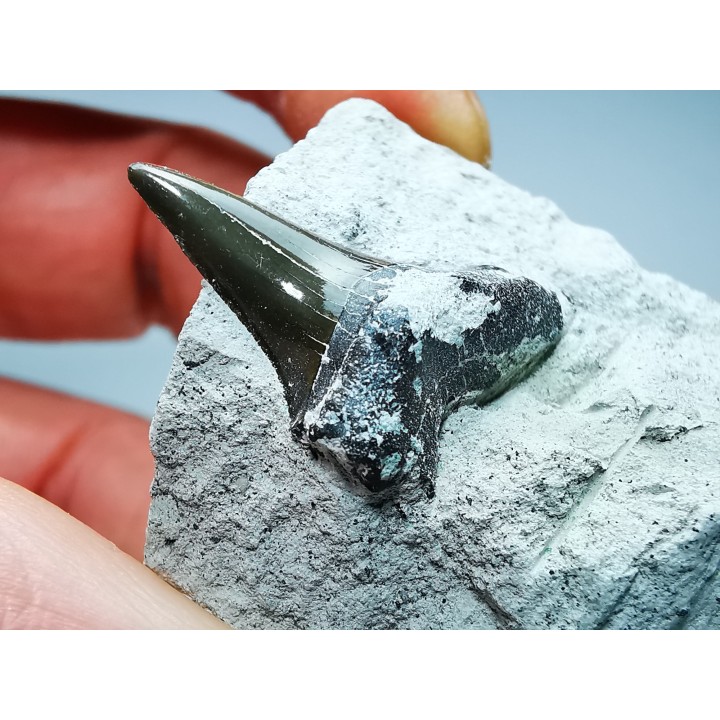 Shark tooth: Cretoxyrhina mantelli - Late Cretaceous - Bettrechies, 59 - FRANCE