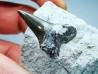 Dent de requin : Cretoxyrhina mantelli - Crétacé Supérieur - Bettrechies, 59 - FRANCE