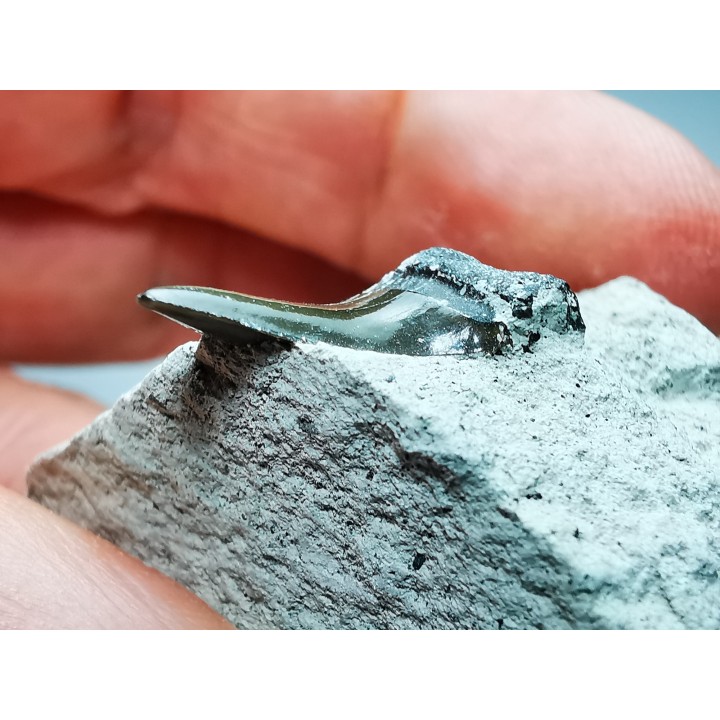 Dent de requin : Cretoxyrhina mantelli - Crétacé Supérieur - Bettrechies, 59 - FRANCE