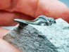 Shark tooth: Cretoxyrhina mantelli - Late Cretaceous - Bettrechies, 59 - FRANCE