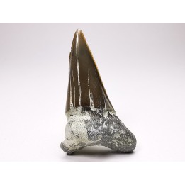 Shark tooth: Cretoxyrhina mantelli - Late Cretaceous - Bettrechies, 59 - FRANCE