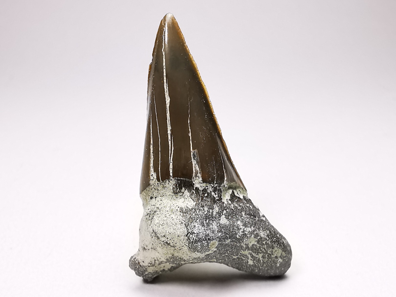 Dent de requin : Cretoxyrhina mantelli - Crétacé Supérieur - Bettrechies, 59 - FRANCE