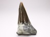 Shark tooth: Cretoxyrhina mantelli - Late Cretaceous - Bettrechies, 59 - FRANCE