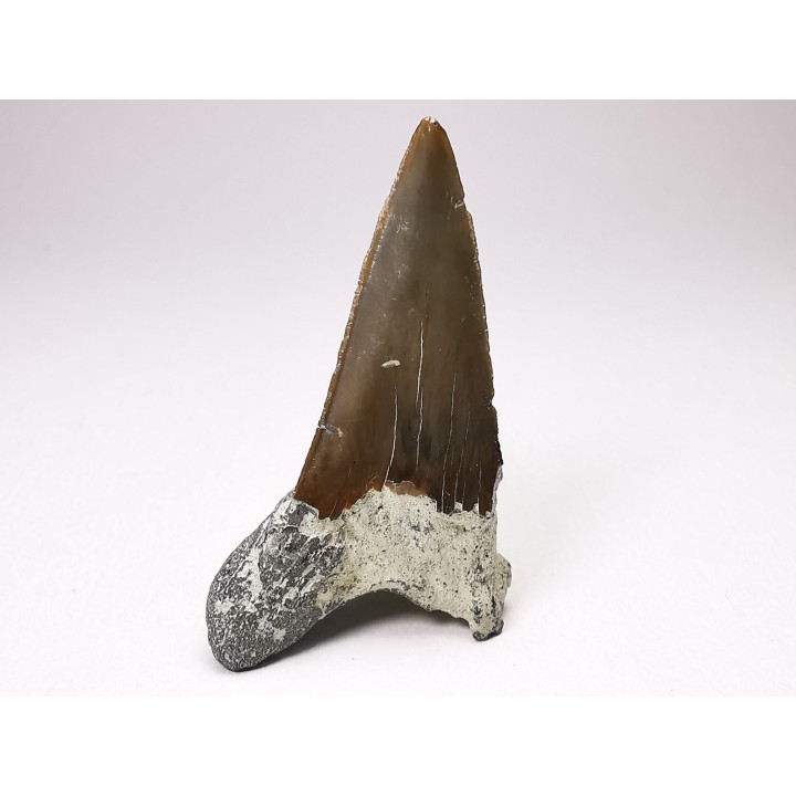 Dent de requin : Cretoxyrhina mantelli - Crétacé Supérieur - Bettrechies, 59 - FRANCE
