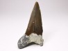 Shark tooth: Cretoxyrhina mantelli - Late Cretaceous - Bettrechies, 59 - FRANCE