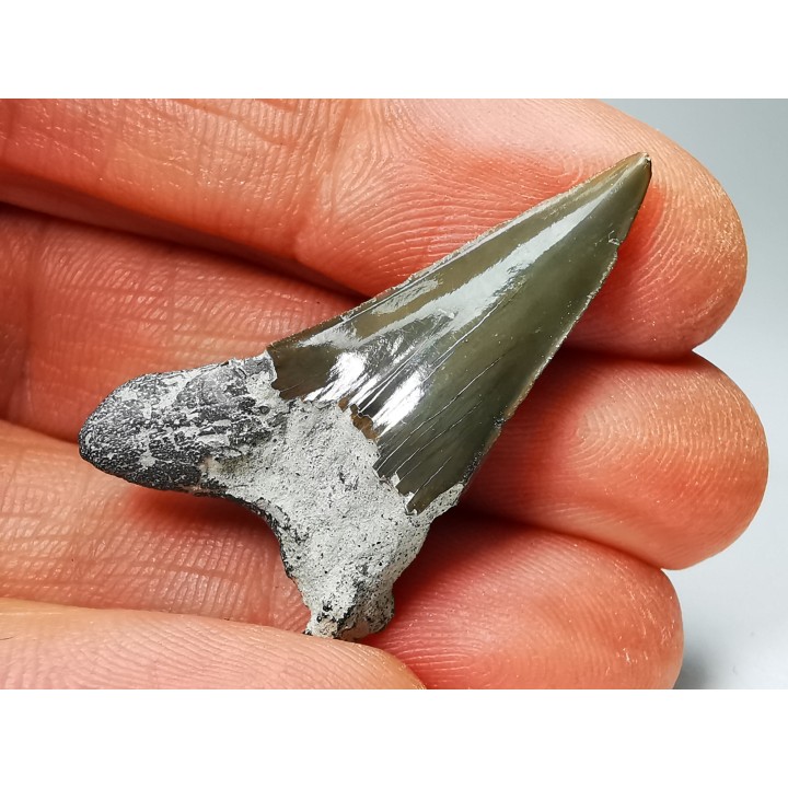 Dent de requin : Cretoxyrhina mantelli - Crétacé Supérieur - Bettrechies, 59 - FRANCE