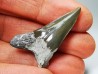 Dent de requin : Cretoxyrhina mantelli - Crétacé Supérieur - Bettrechies, 59 - FRANCE