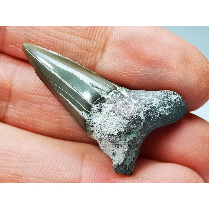 Shark tooth: Cretoxyrhina mantelli - Late Cretaceous - Bettrechies, 59 - FRANCE