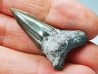 Dent de requin : Cretoxyrhina mantelli - Crétacé Supérieur - Bettrechies, 59 - FRANCE