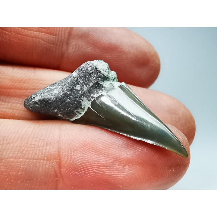 Shark tooth: Cretoxyrhina mantelli - Late Cretaceous - Bettrechies, 59 - FRANCE