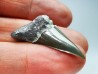 Shark tooth: Cretoxyrhina mantelli - Late Cretaceous - Bettrechies, 59 - FRANCE