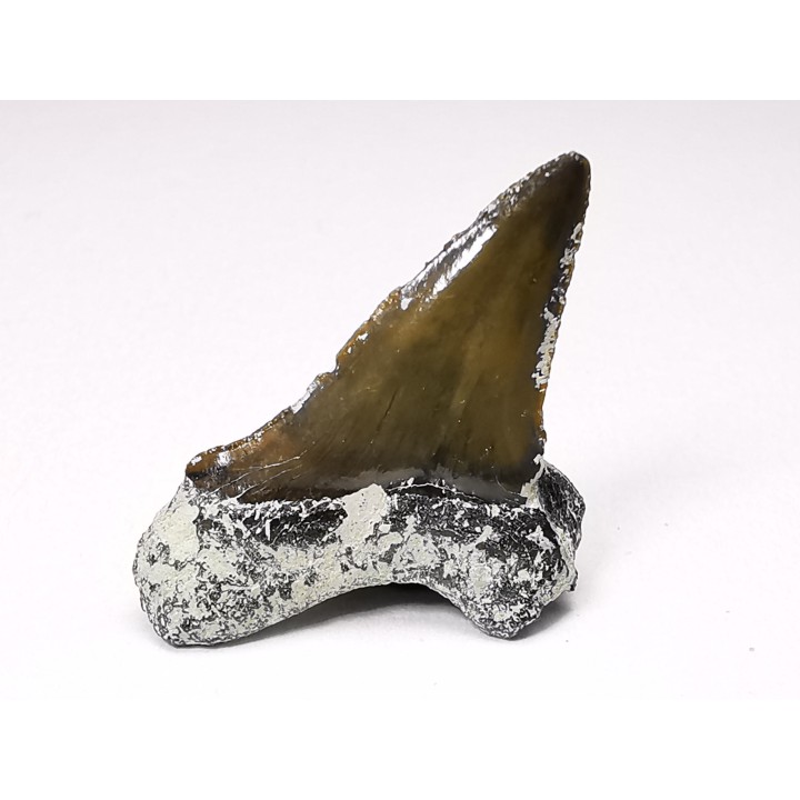 Shark tooth: Cretoxyrhina mantelli - Late Cretaceous - Bettrechies, 59 - FRANCE