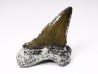 Shark tooth: Cretoxyrhina mantelli - Late Cretaceous - Bettrechies, 59 - FRANCE