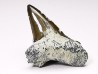 Shark tooth: Cretoxyrhina mantelli - Late Cretaceous - Bettrechies, 59 - FRANCE