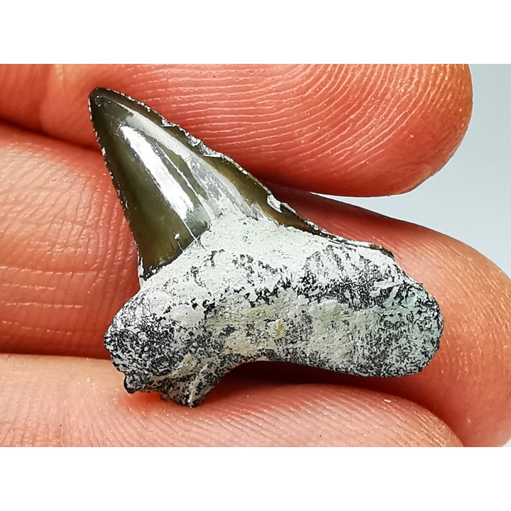 Dent de requin : Cretoxyrhina mantelli - Crétacé Supérieur - Bettrechies, 59 - FRANCE