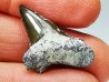 Dent de requin : Cretoxyrhina mantelli - Crétacé Supérieur - Bettrechies, 59 - FRANCE
