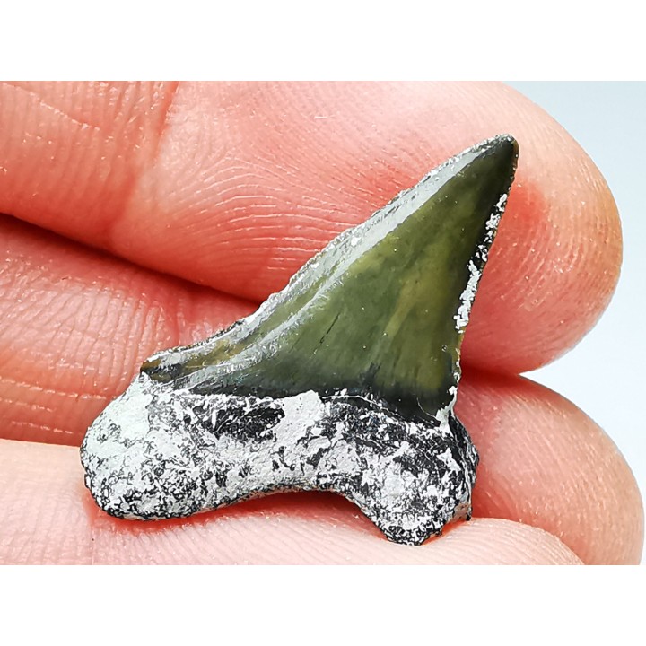 Shark tooth: Cretoxyrhina mantelli - Late Cretaceous - Bettrechies, 59 - FRANCE