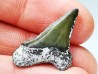Shark tooth: Cretoxyrhina mantelli - Late Cretaceous - Bettrechies, 59 - FRANCE