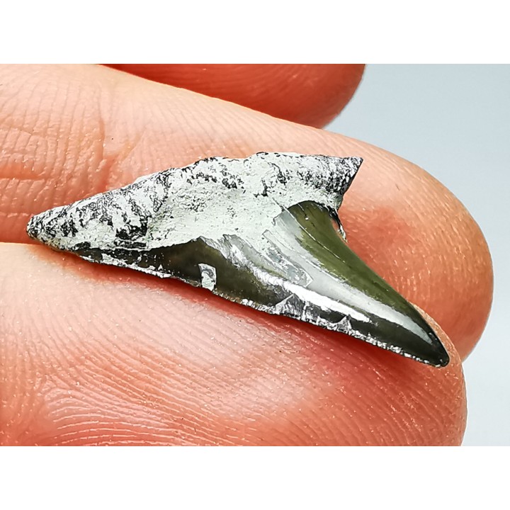 Dent de requin : Cretoxyrhina mantelli - Crétacé Supérieur - Bettrechies, 59 - FRANCE
