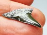 Shark tooth: Cretoxyrhina mantelli - Late Cretaceous - Bettrechies, 59 - FRANCE