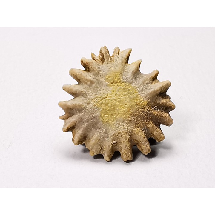 Corail bouton: Palaeocyclus porpita - Silurien - Lickershamn - Gotland, SUEDE