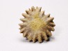 Button coral: Palaeocyclus porpita - Silurian - Lickershamn, Gotland, SWEDEN