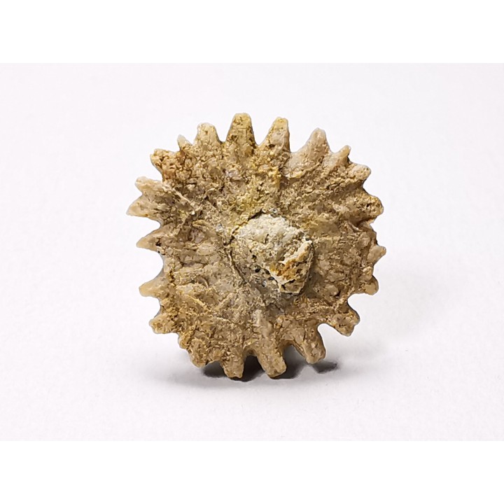 Button coral: Palaeocyclus porpita - Silurian - Lickershamn, Gotland, SWEDEN