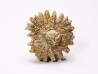 Corail bouton: Palaeocyclus porpita - Silurien - Lickershamn - Gotland, SUEDE