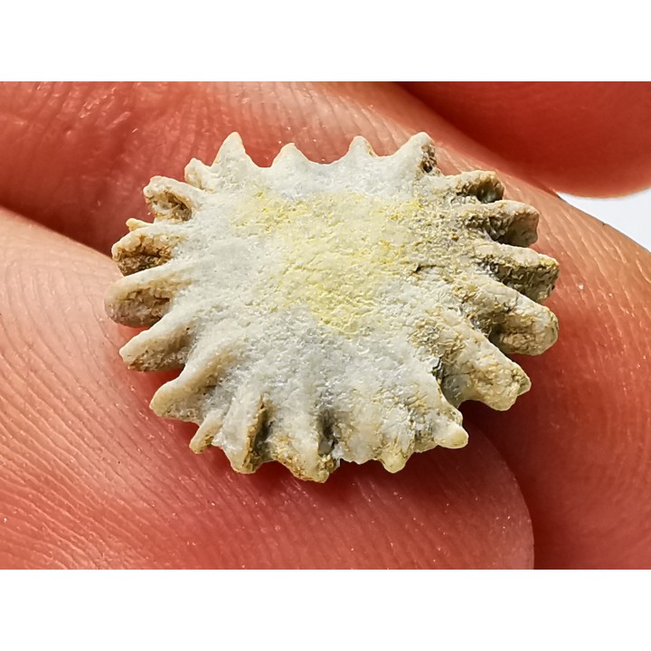 Corail bouton: Palaeocyclus porpita - Silurien - Lickershamn - Gotland, SUEDE