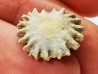 Button coral: Palaeocyclus porpita - Silurian - Lickershamn, Gotland, SWEDEN