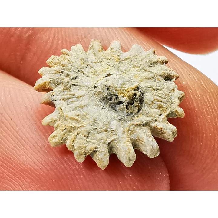 Button coral: Palaeocyclus porpita - Silurian - Lickershamn, Gotland, SWEDEN