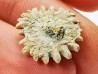 Corail bouton: Palaeocyclus porpita - Silurien - Lickershamn - Gotland, SUEDE