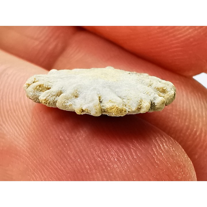 Button coral: Palaeocyclus porpita - Silurian - Lickershamn, Gotland, SWEDEN